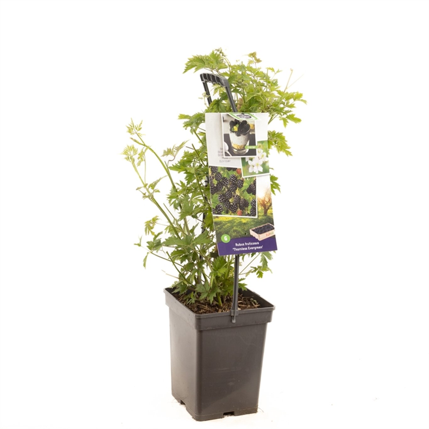 Rubus frut. 'Thornless Evergreen' - 50-60 CM Carry Handle C5